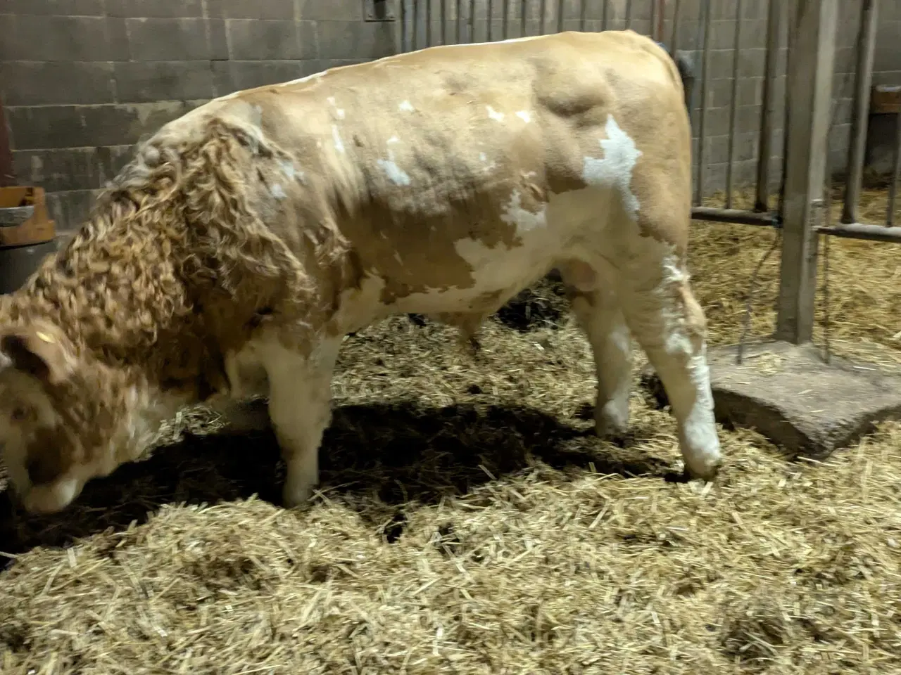 Billede 2 - Tyrekalv