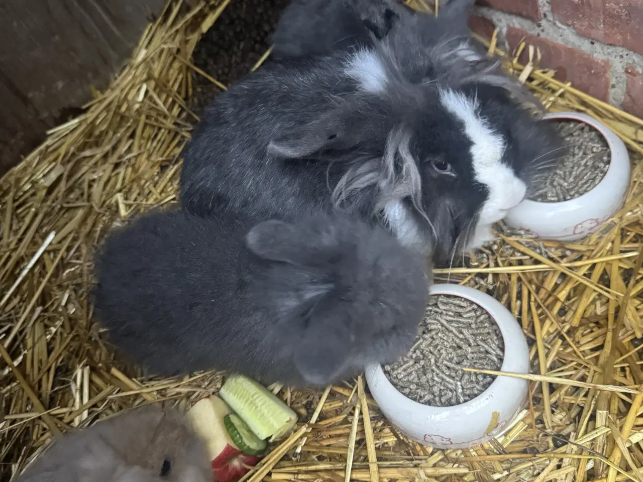 Billede 3 - Løvehoved kaniner 