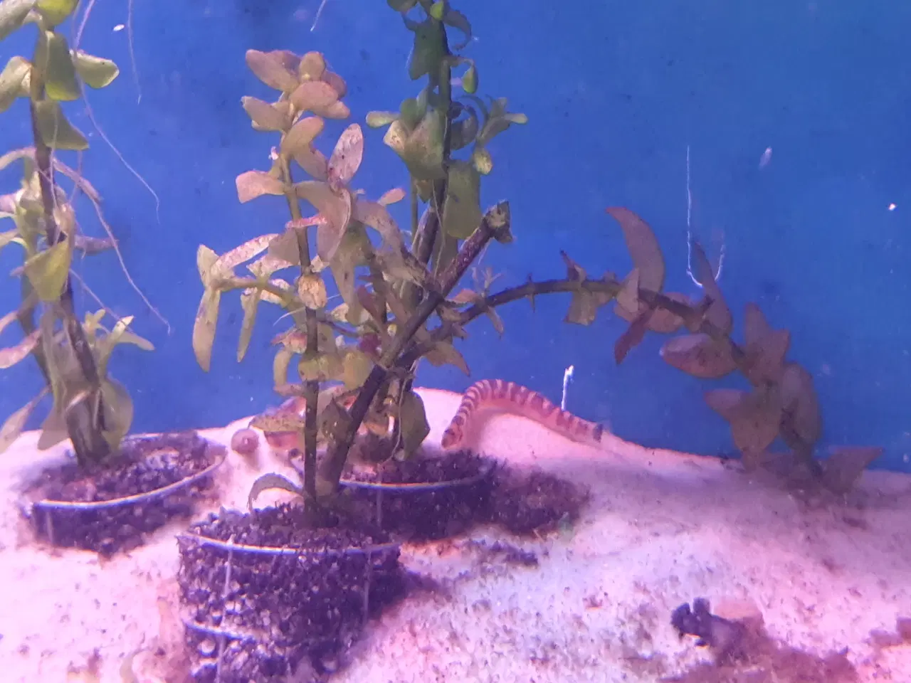 Billede 3 - KUHLI ÅL