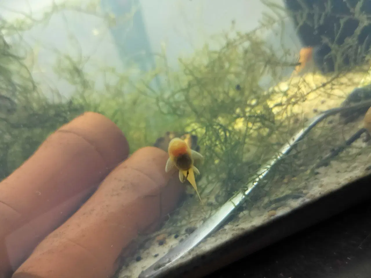 Billede 3 - Ancistrus Albino Sugemaller 3-4 cm