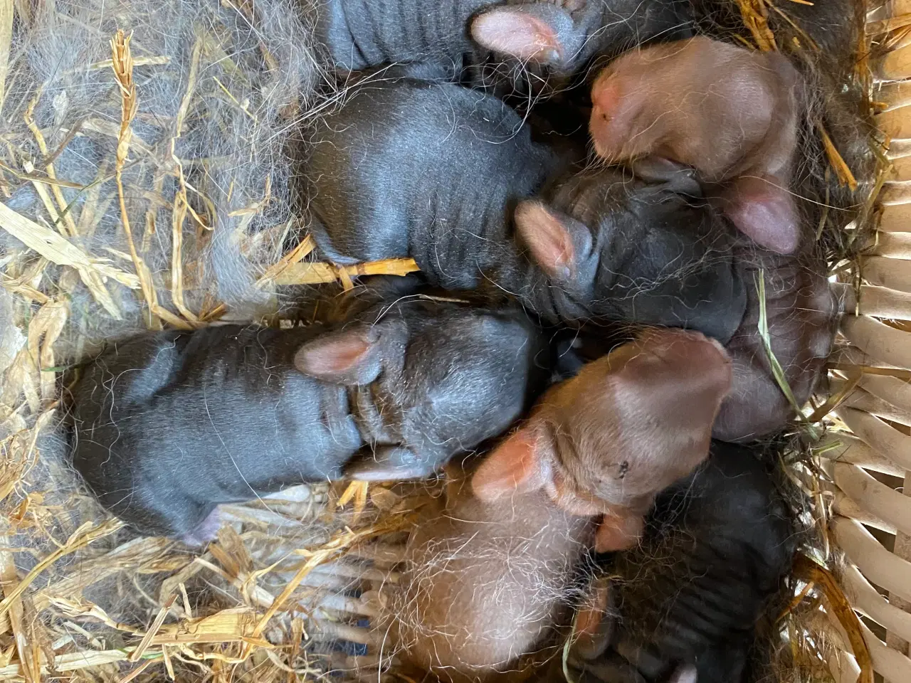 Billede 7 - FRANSK VÆDDER HUN SORT OTTER