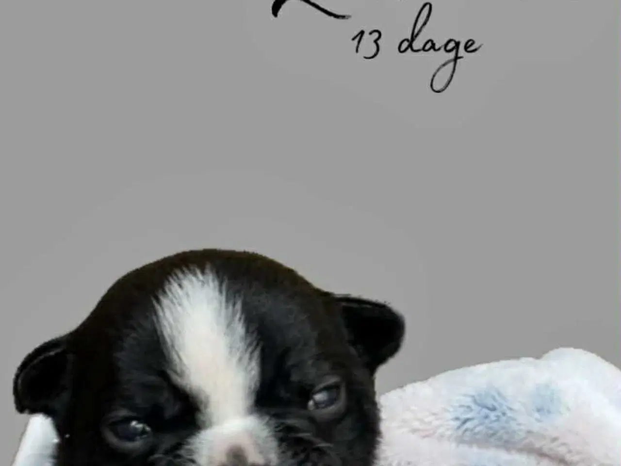 Billede 8 - Old english bulldog hvalpe