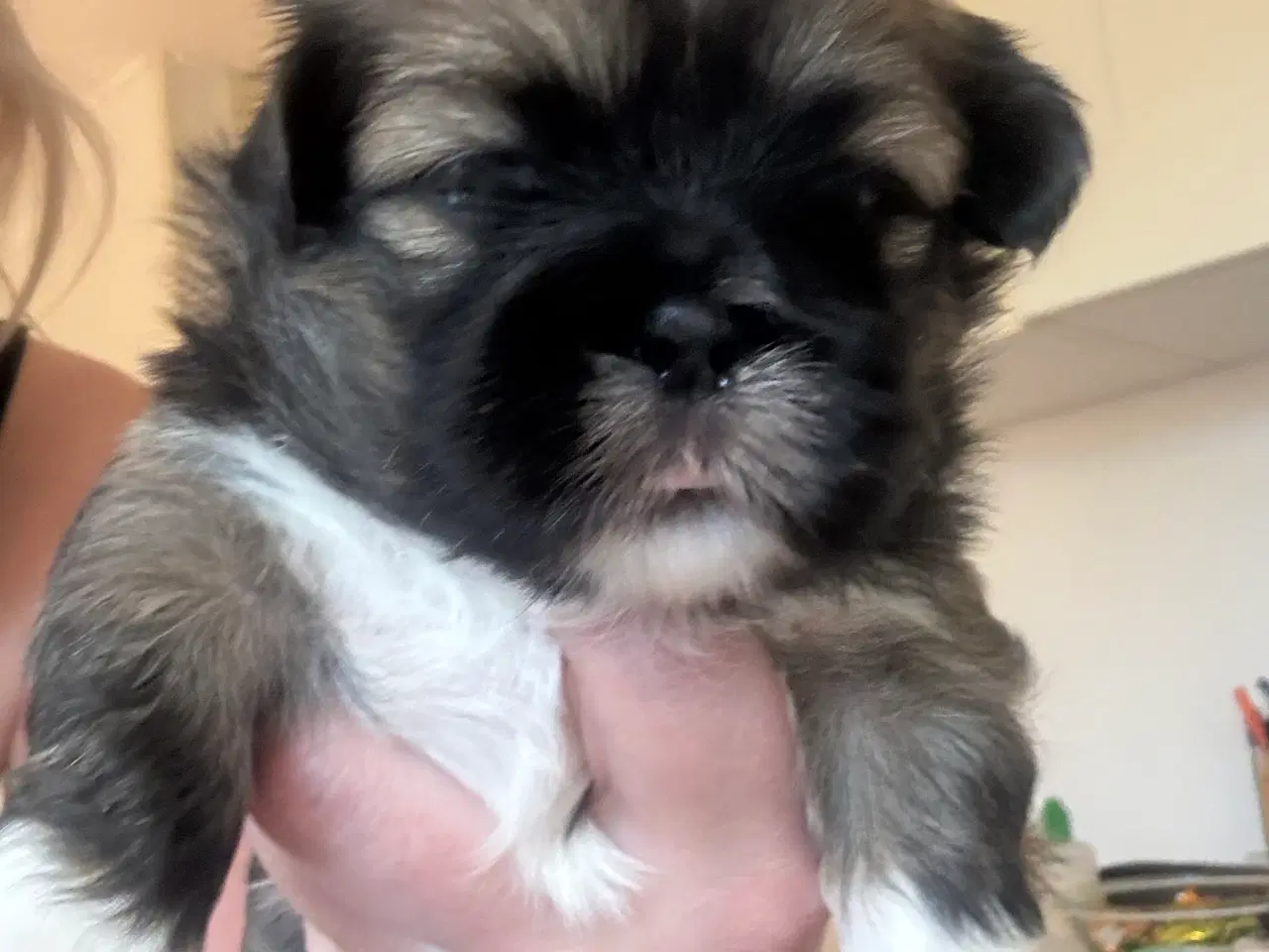 Billede 1 - Lhasa Apso hvalpe 