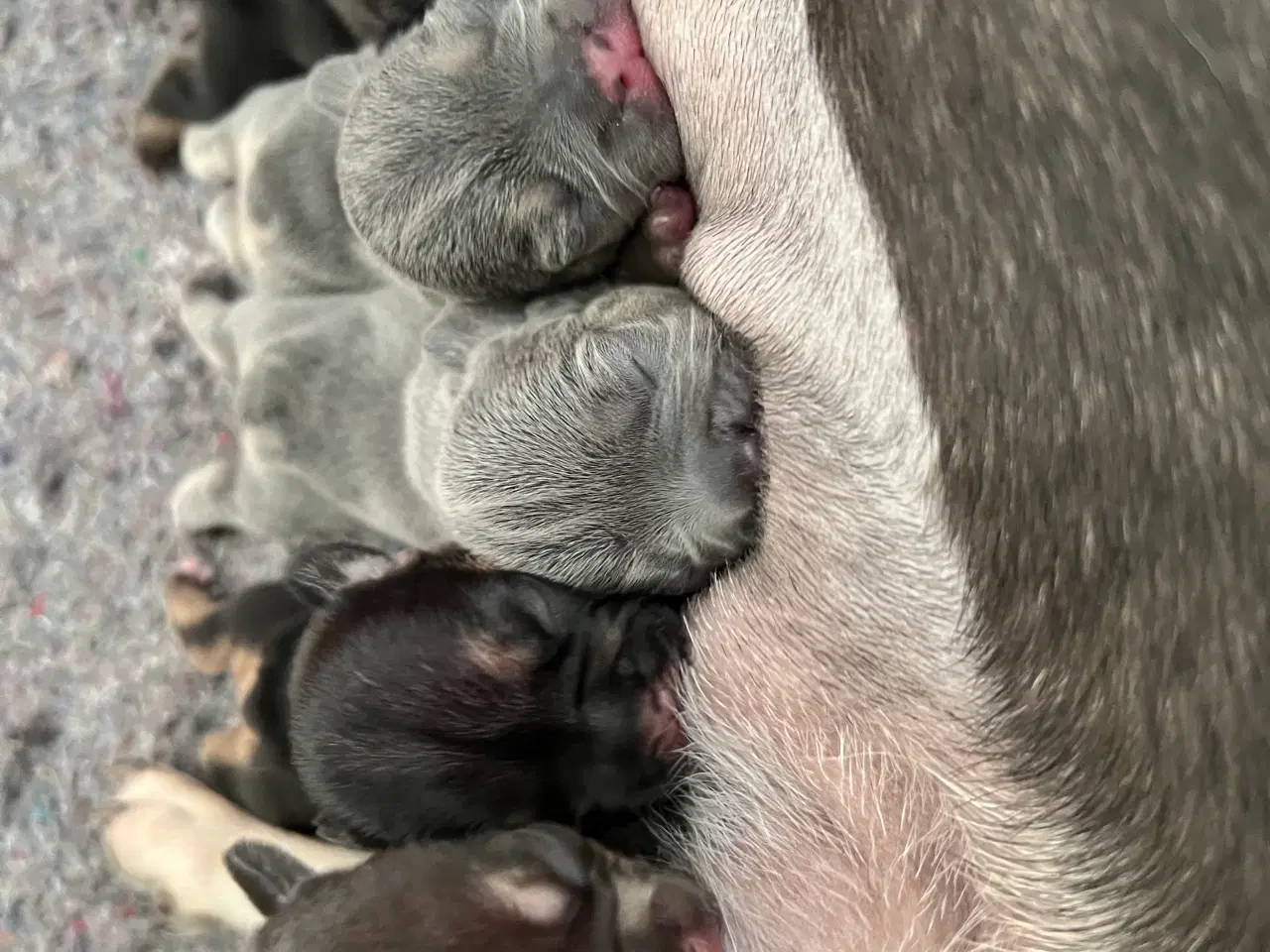 Billede 3 - Fransk bulldoghvalpe  pragteksemplar af forældre.