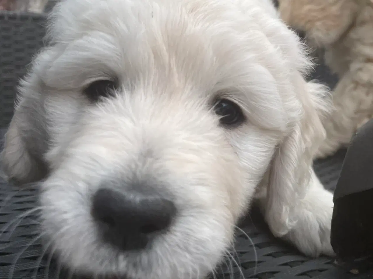 Billede 7 - Doodle - Goldendoodle-hvalpe