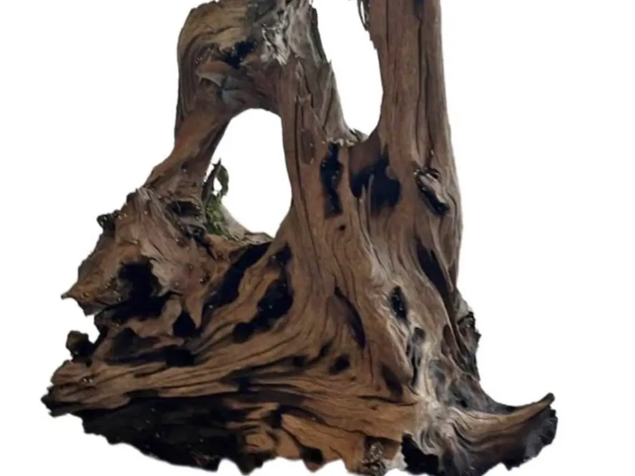 Billede 1 - Akvarie Rod