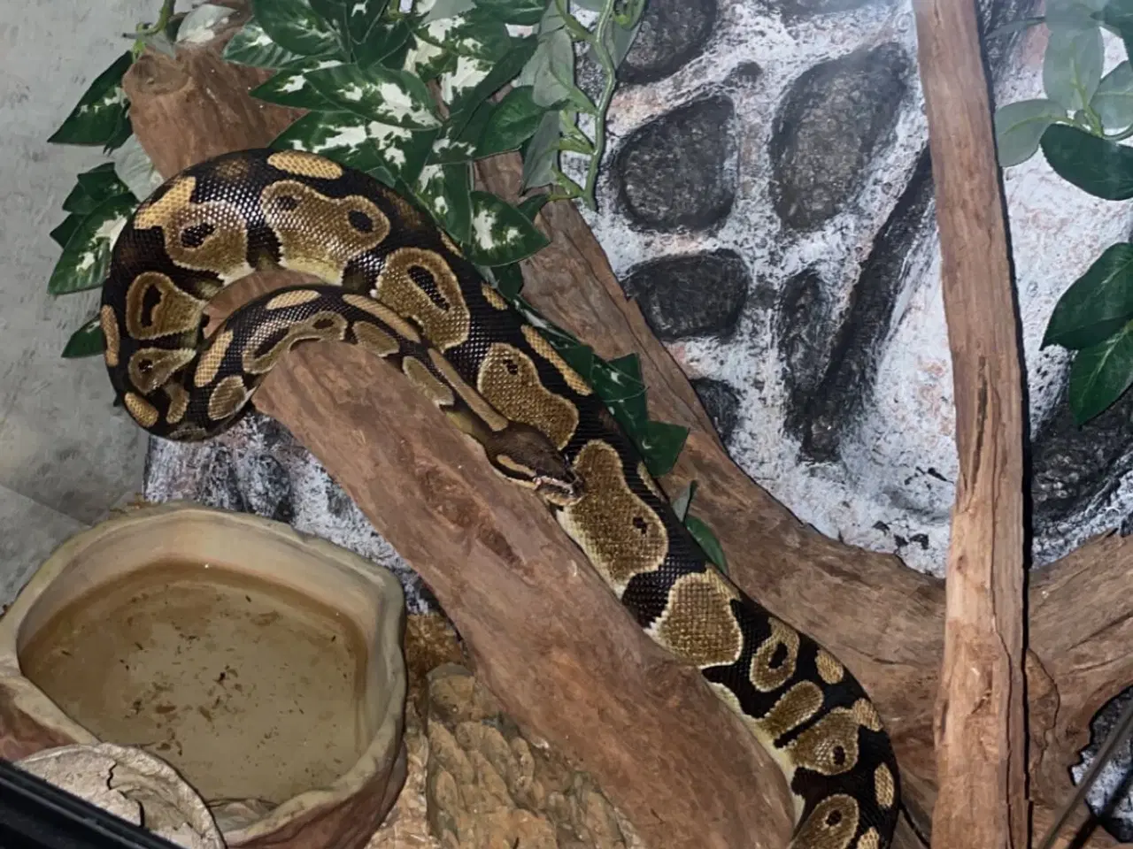 Billede 1 - Kongepyton søger ny fodermester