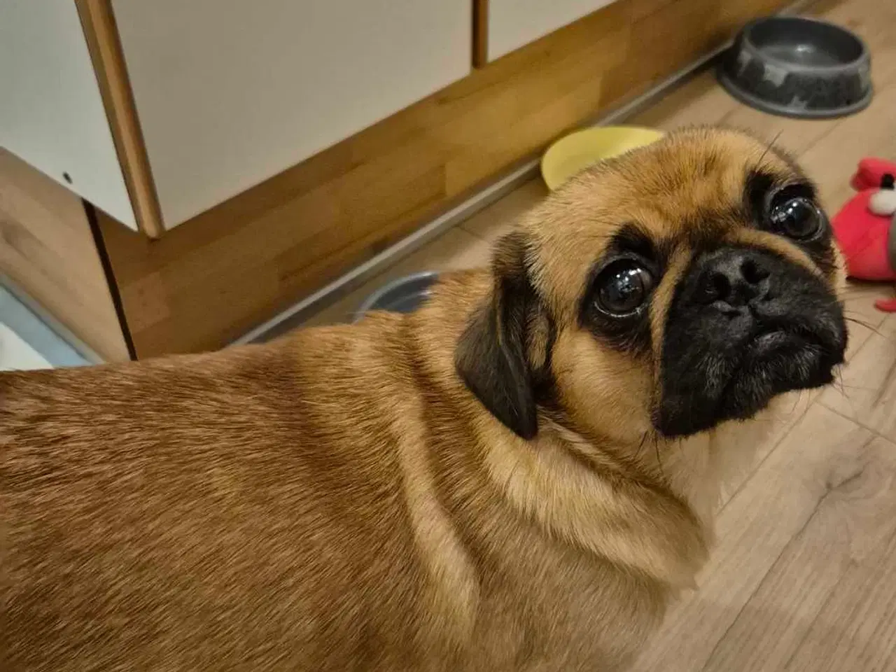 Billede 10 - Sødeste blandingshvalpe Mops/pekingeser/chihuahua 