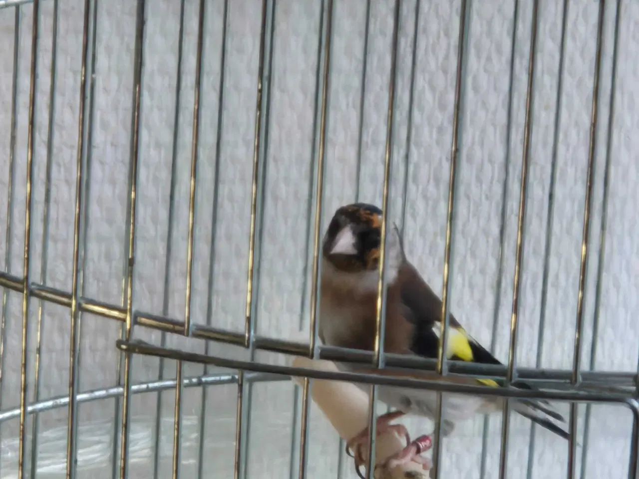 Billede 2 - Hun stillits