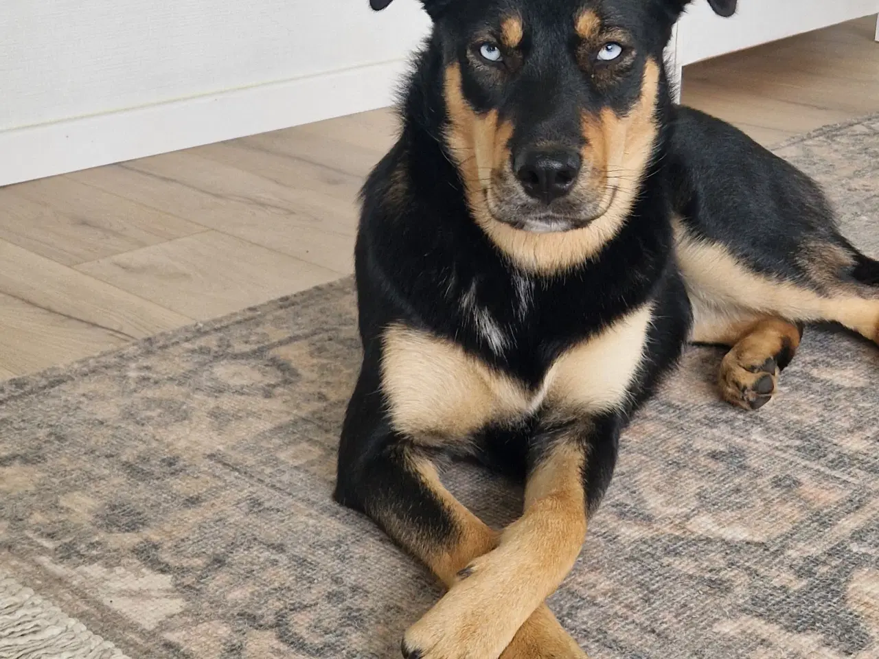 Billede 11 - Rottsky hvalpe søger nye, kærlige hjem