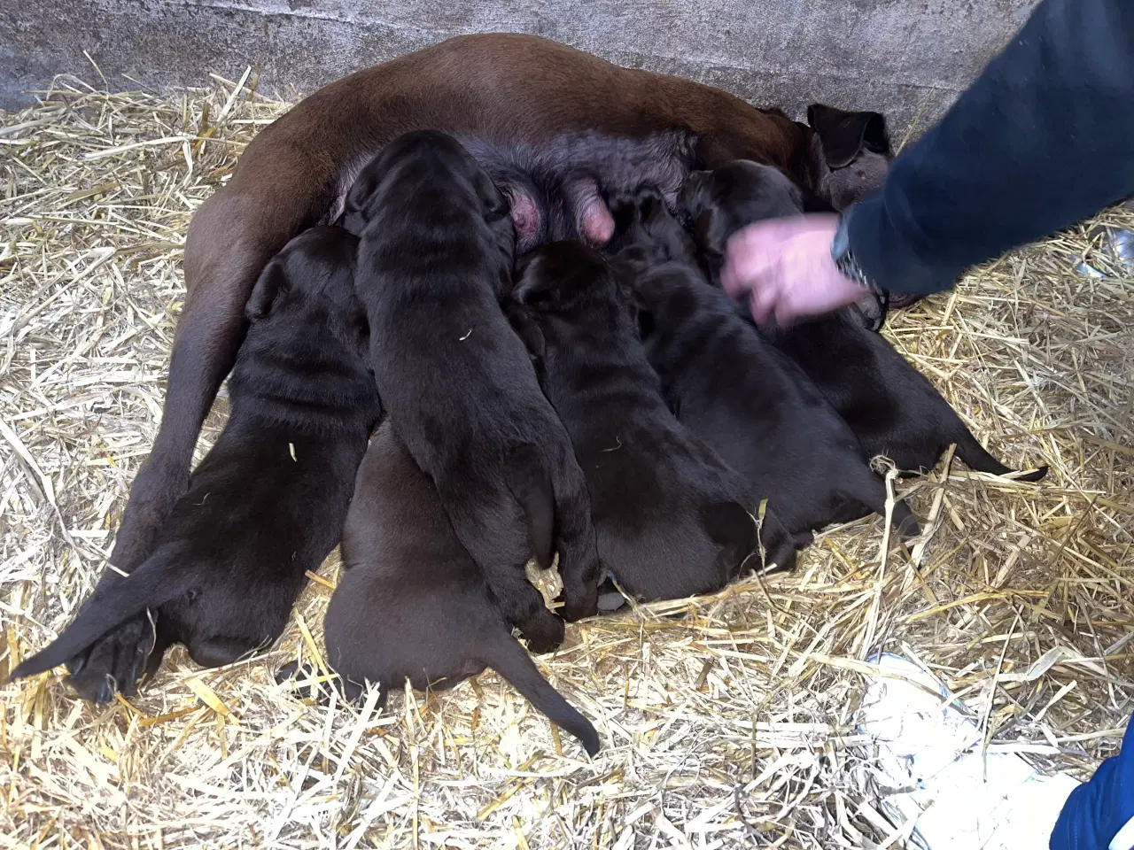 Billede 12 - Skønne brune labradorhvalpe sælges - 5 uger