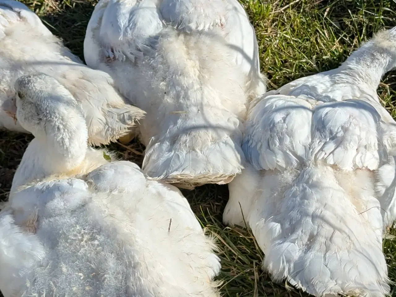 Billede 6 - Moskusænder ællinger tillidsfulde