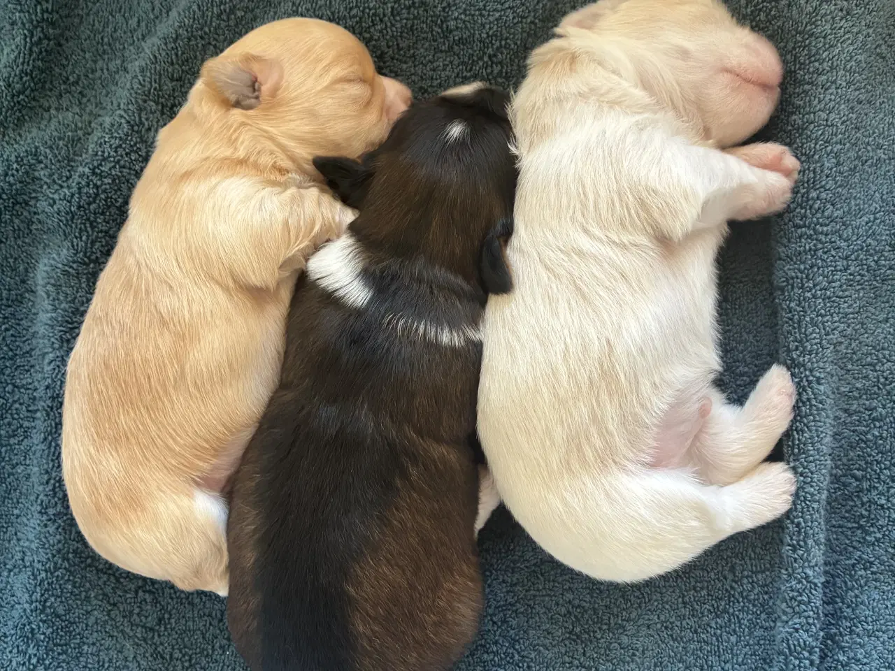 Billede 13 - Søde små Havaton hvalpe