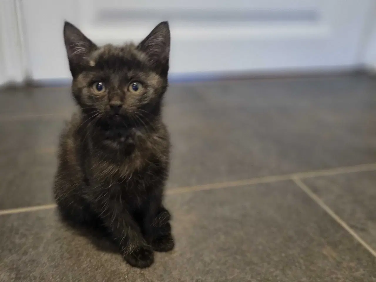 Billede 4 - Søde.killinger til salg