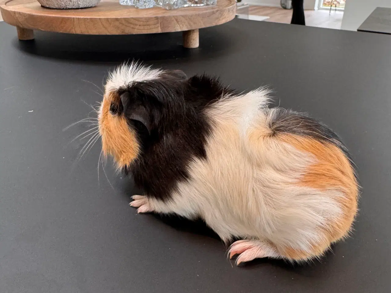 Billede 9 - Marsvin, Han unger 5 stk