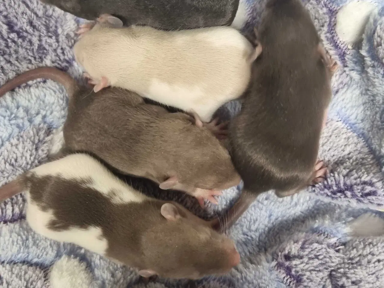 Billede 1 - Dumbo rotteunger 
