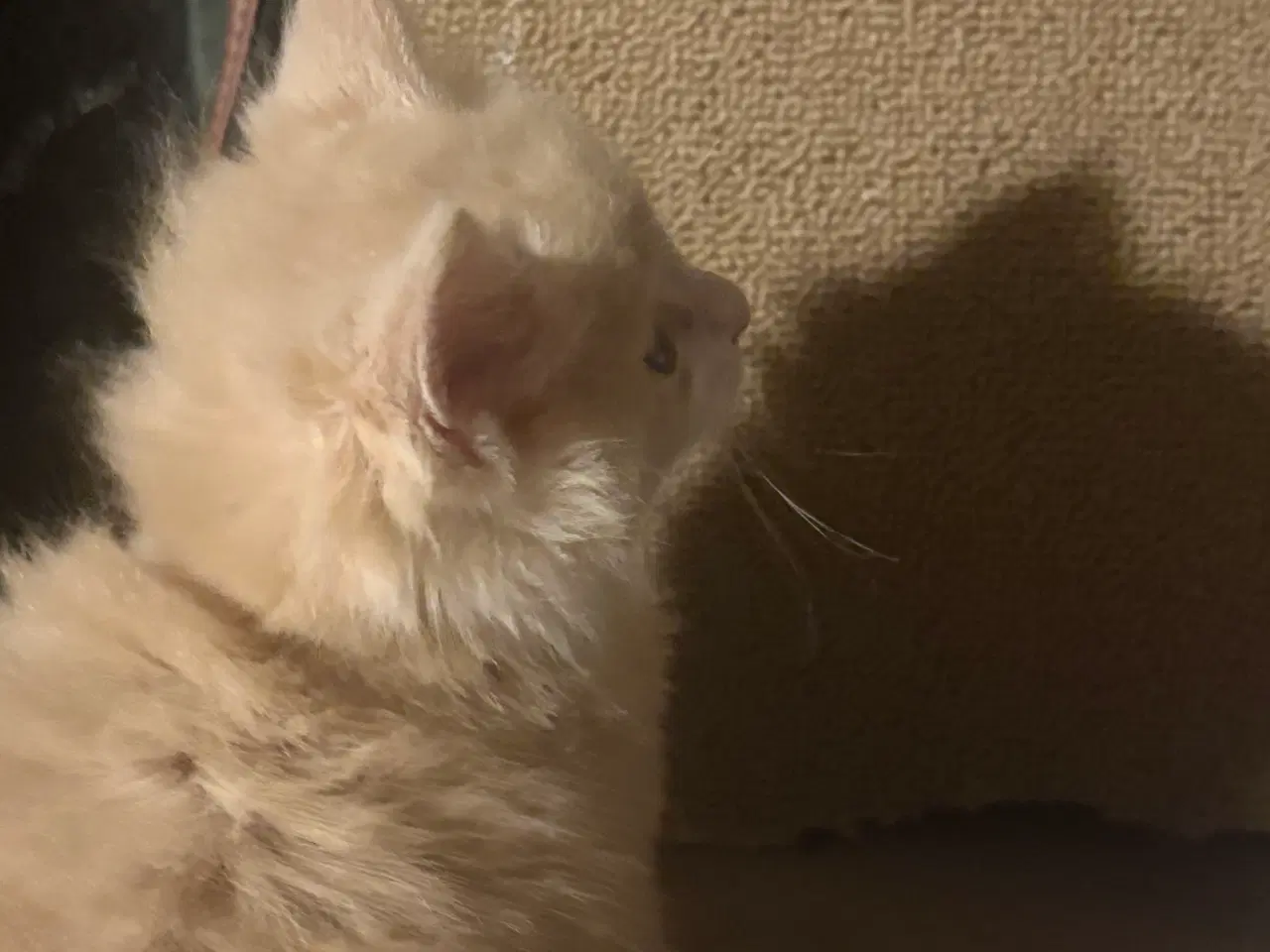 Billede 8 - Dejlige smukke og flotte