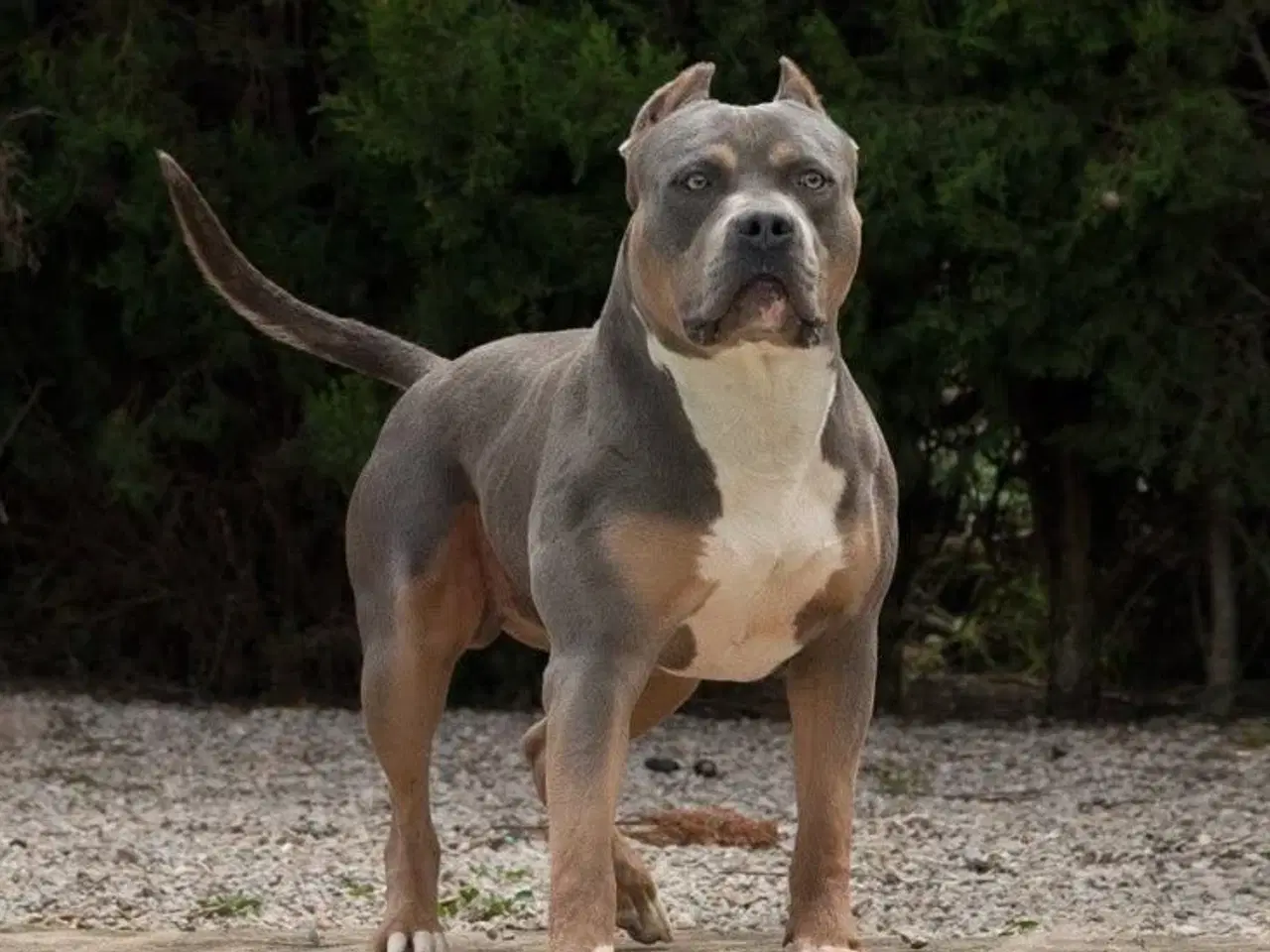 Billede 2 - American Bully XL