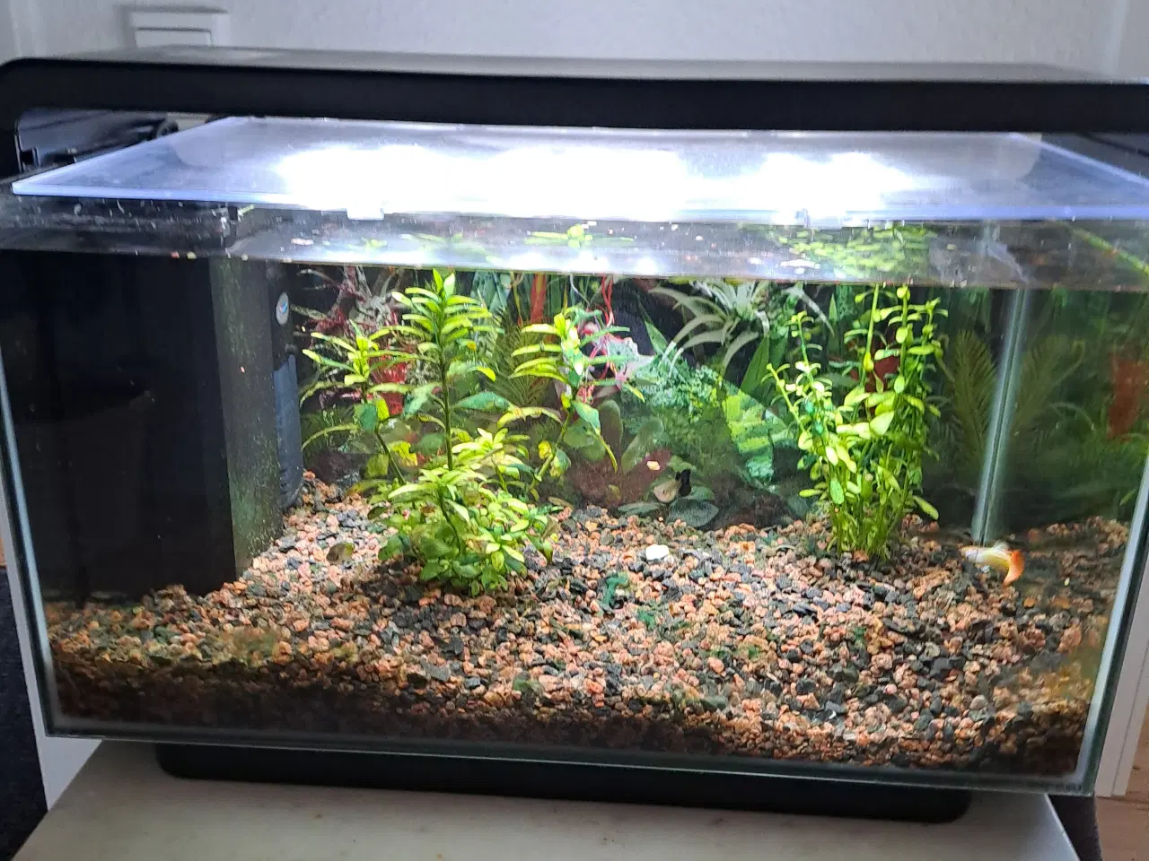 Billede 2 -  God begynder akvarium.