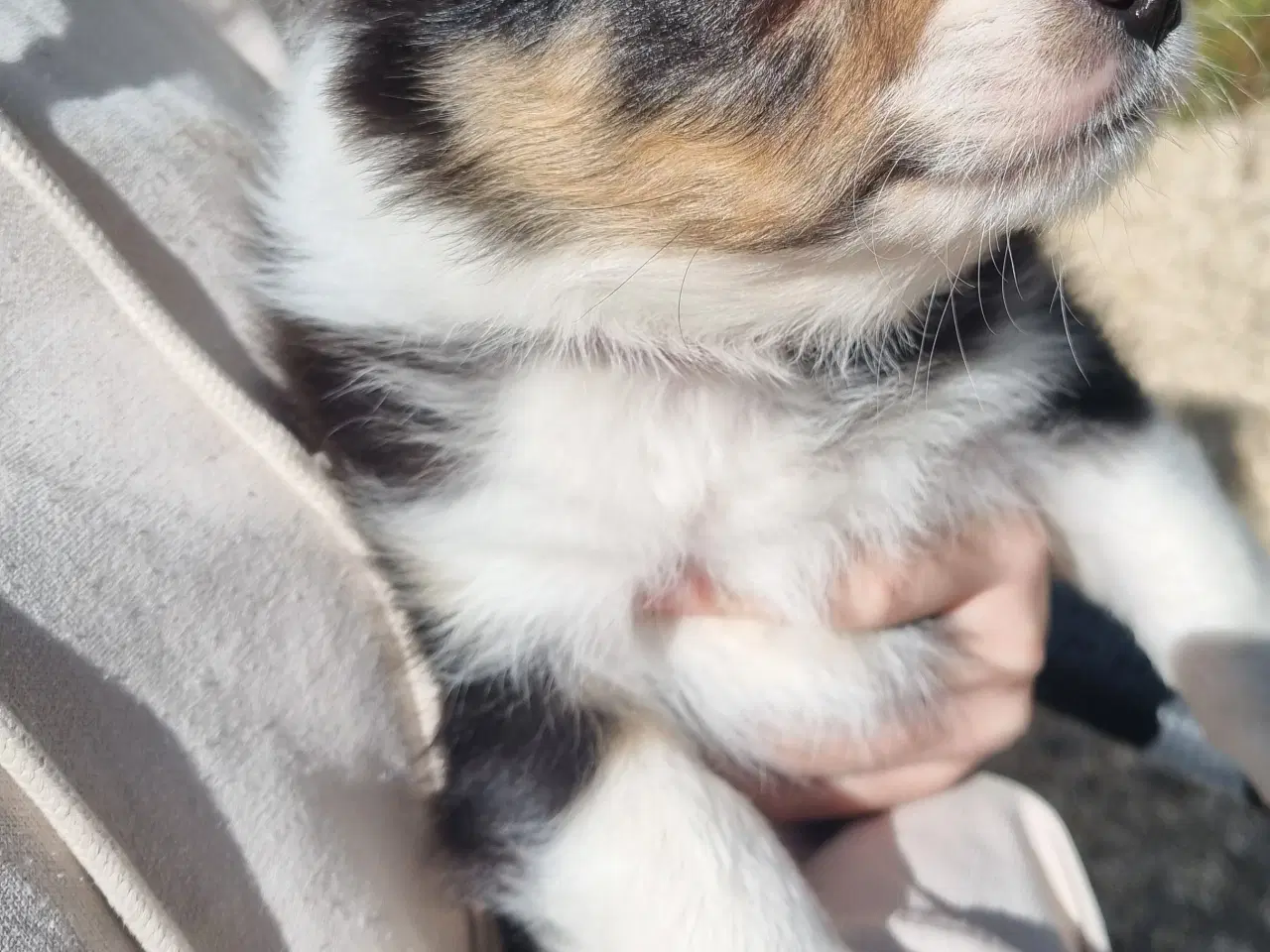 Billede 2 - Border collie tæve