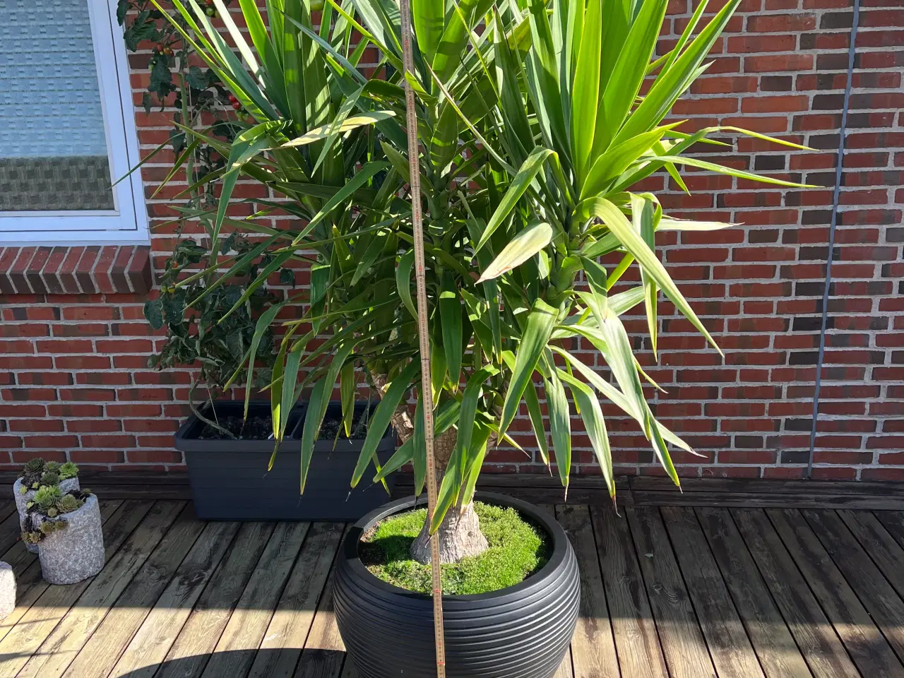 Billede 1 - Yucca Palme 2 m høj