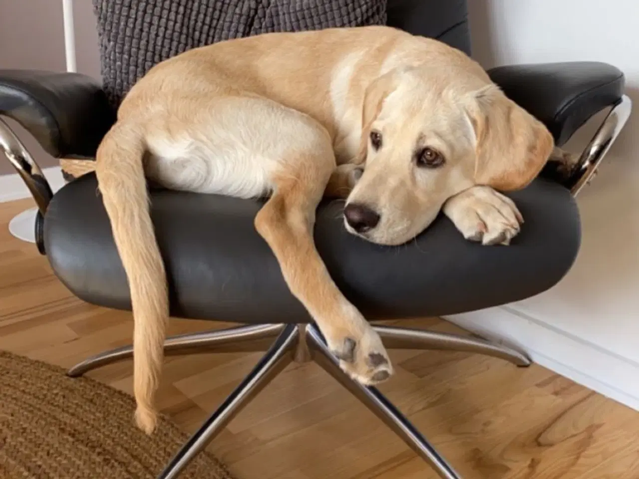 Billede 2 - Lys labrador 2.5 år tilbydes til avl 