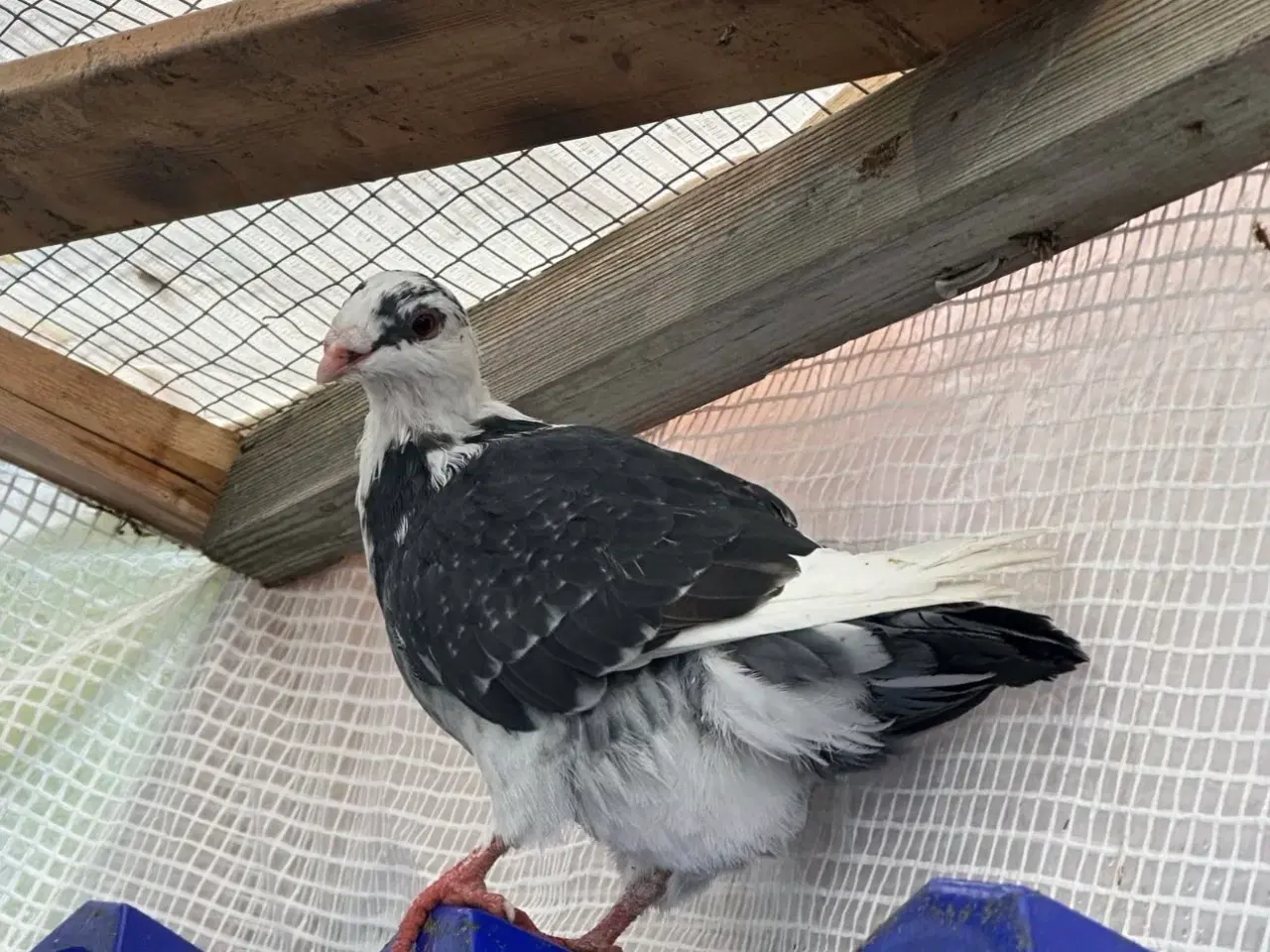 Billede 6 - 30 stk Duer