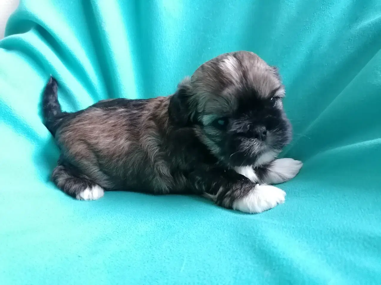 Billede 3 - Malteser / Shih Tzu