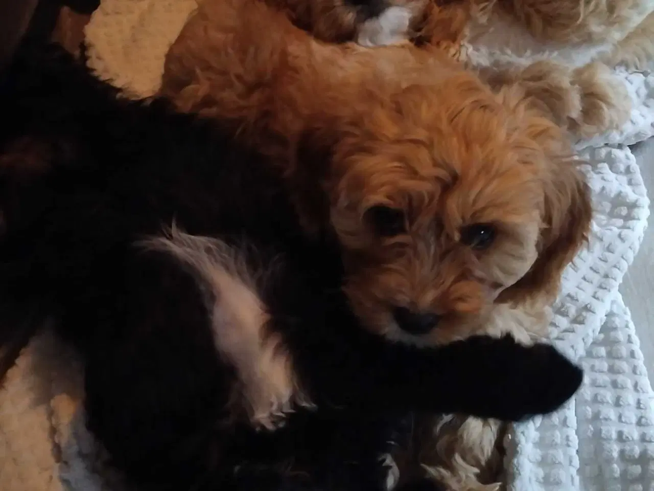 Billede 4 - Lækre bløde cavapoo hvalpe 