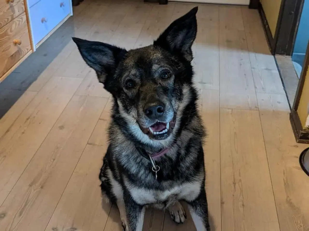 Billede 4 - Smukke, dejlige Tubs søger sit sidste hjem 🏡💞