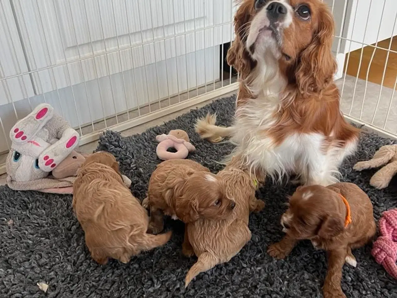 Billede 2 - Cavapoo F1