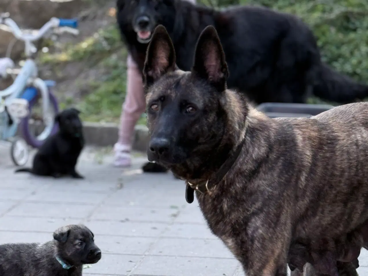 Billede 2 - Unikke schæfer og hollandsk hyrdehunde hvalpe