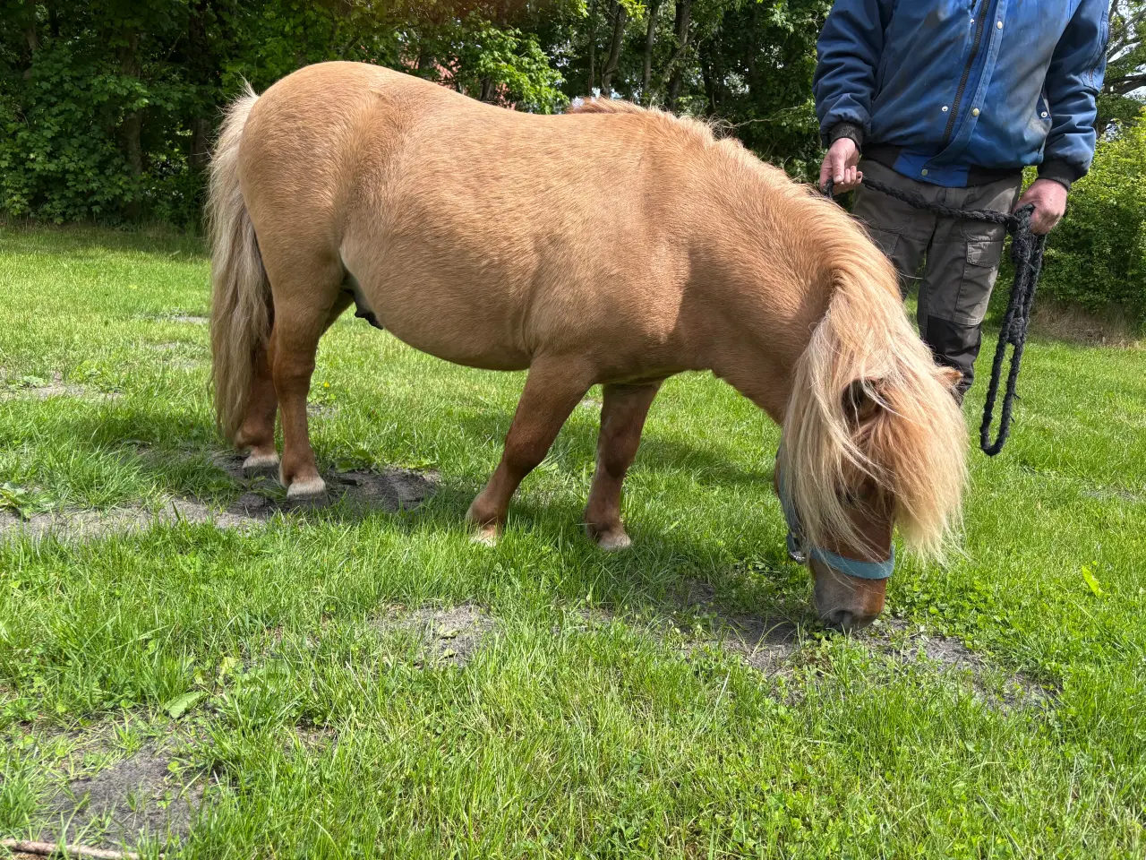 Billede 2 - Shetlands pony sælges