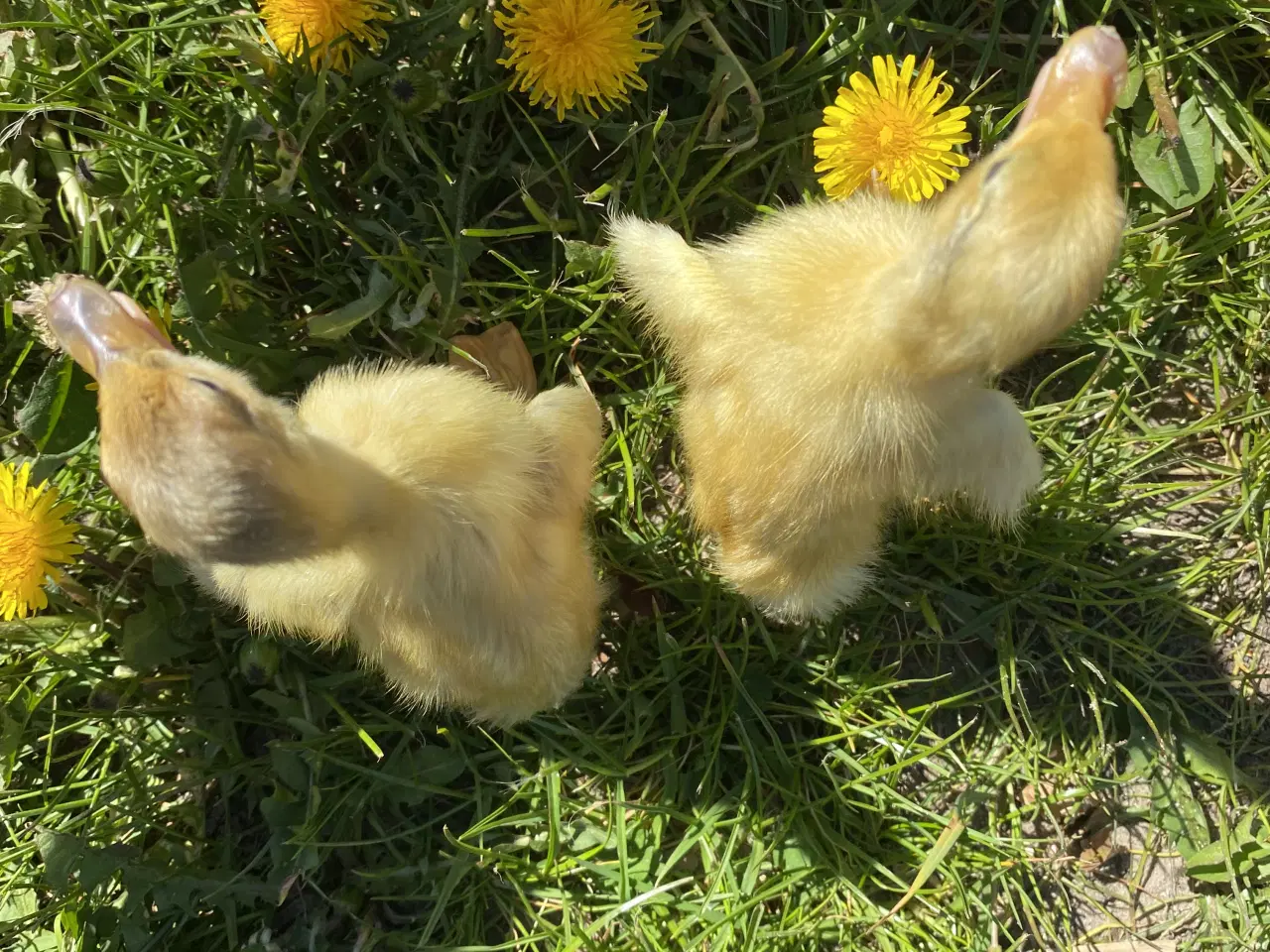 Billede 2 - Løbe ællinger 