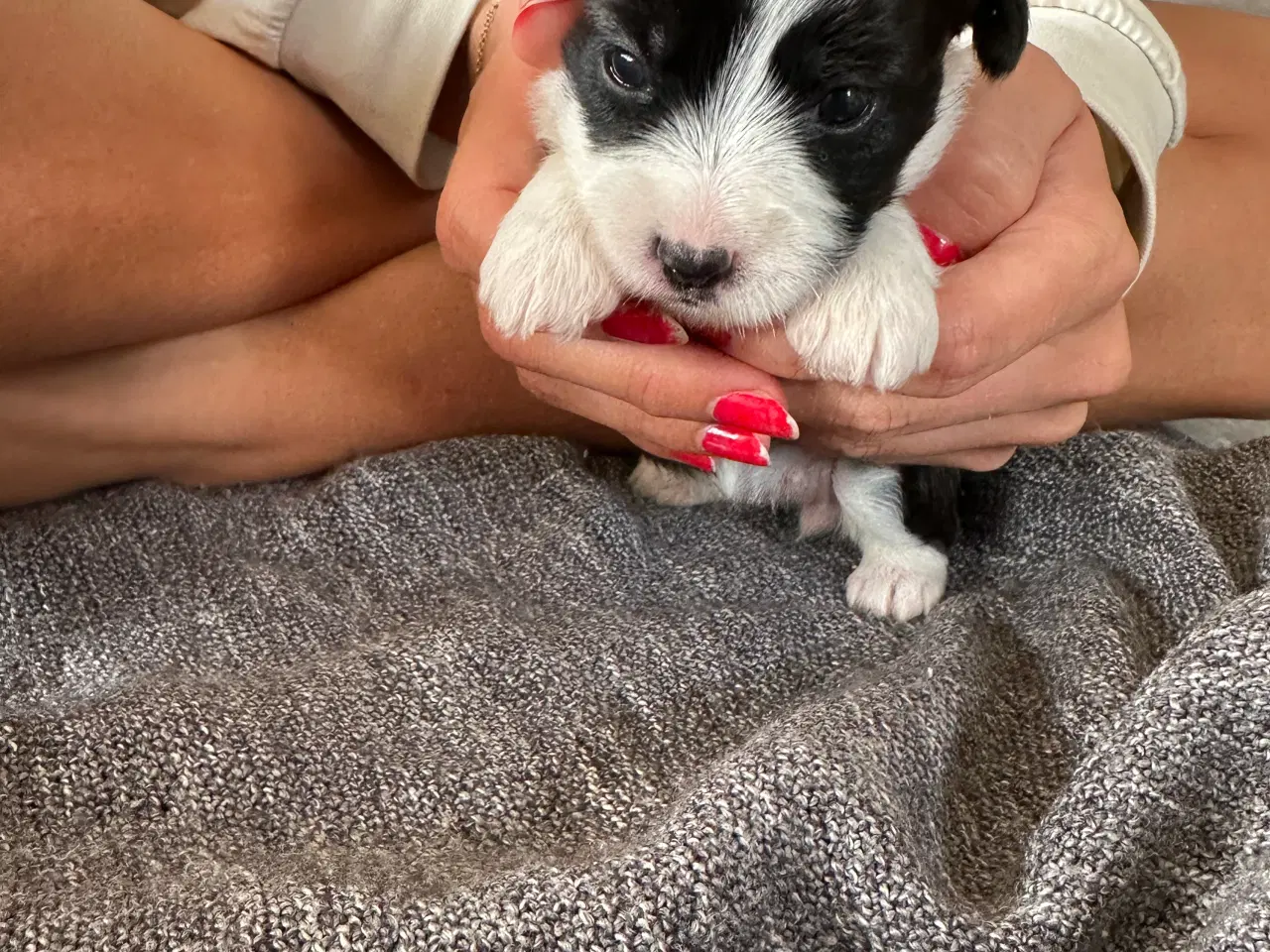 Billede 12 - Bichon Havanais-Jack Russel hvalpe