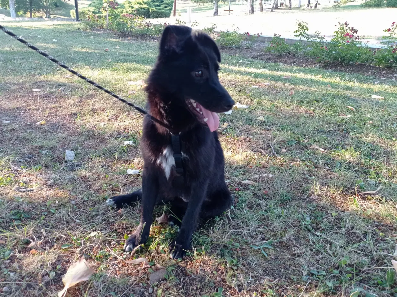 Billede 10 - Negra - Glad mild unghund 