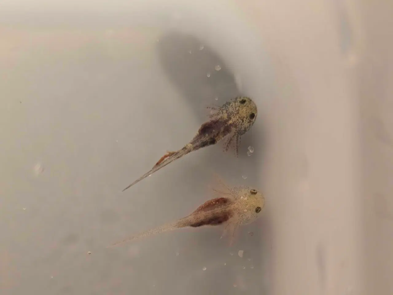 Billede 3 - Axolotler m. Stamtavle fra kendte linjer