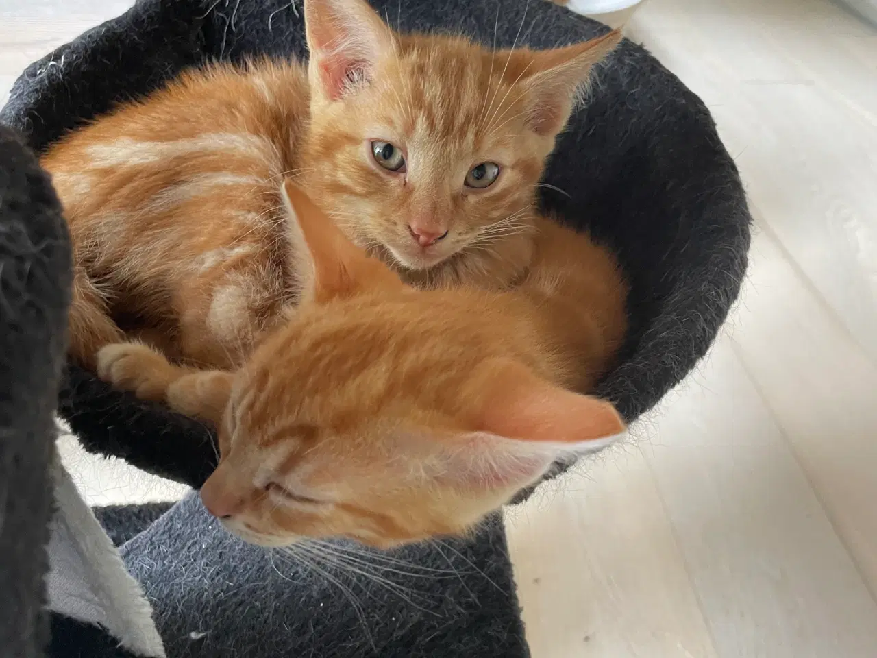 Billede 7 - Katte killinger 
