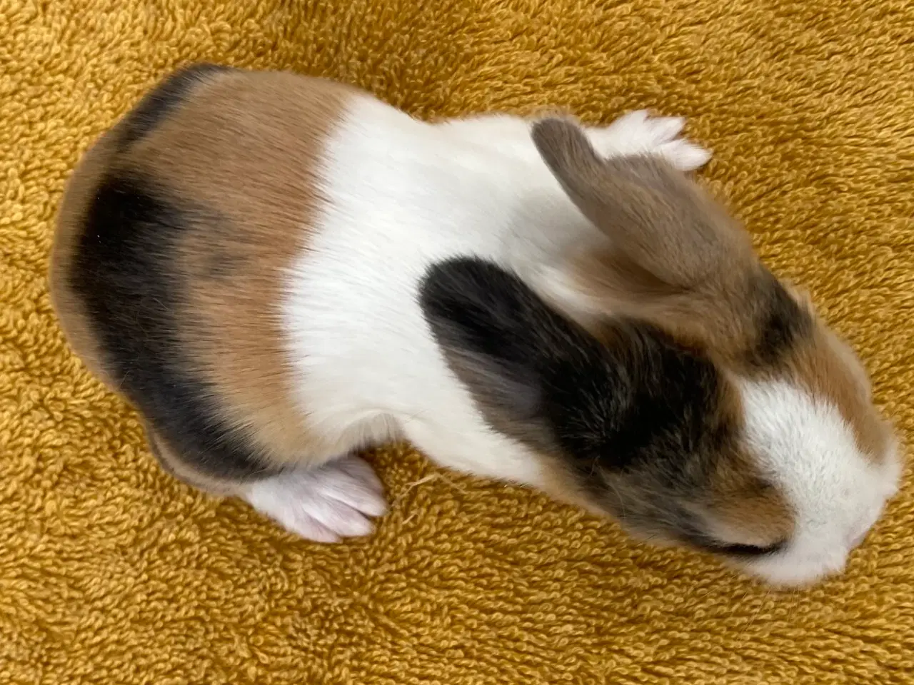 Billede 5 - HOLLÆNDER HUN JAPANER SORT/GUL