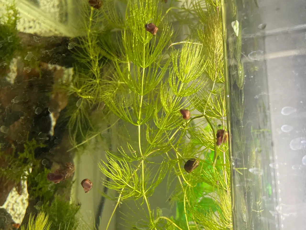 Billede 5 - Posthorn Snegle. Store og Sunde