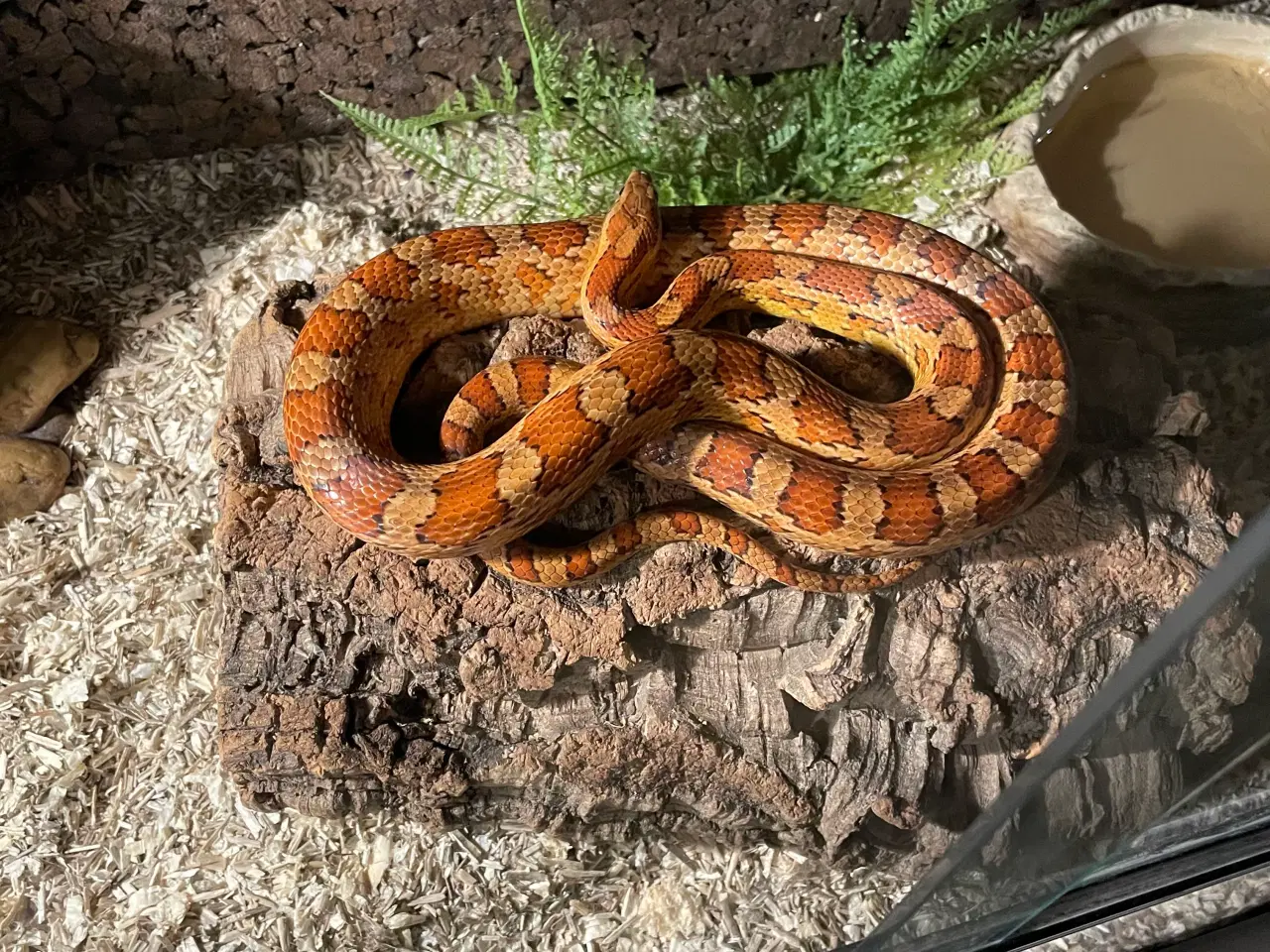 Billede 6 - Terrarie inkl indhold