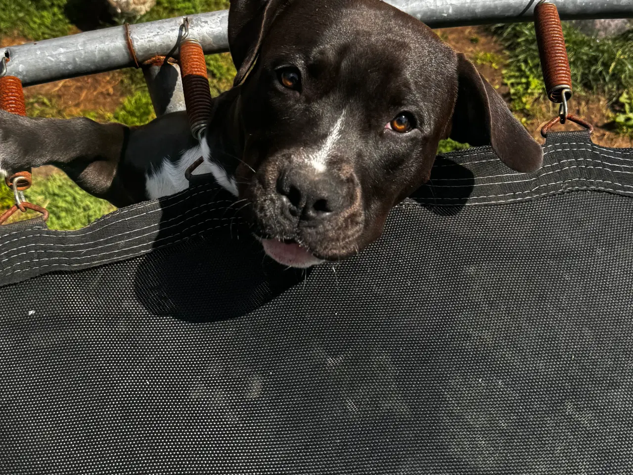 Billede 3 - 4 unge Staffordshire Bull Terrier til salg for god