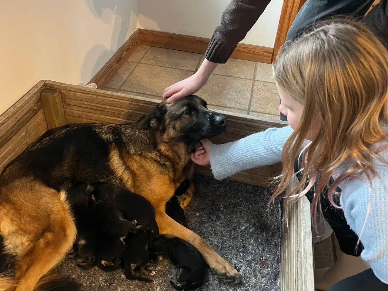 Billede 4 - Schæfer hvalpe med DKK stamtavle 