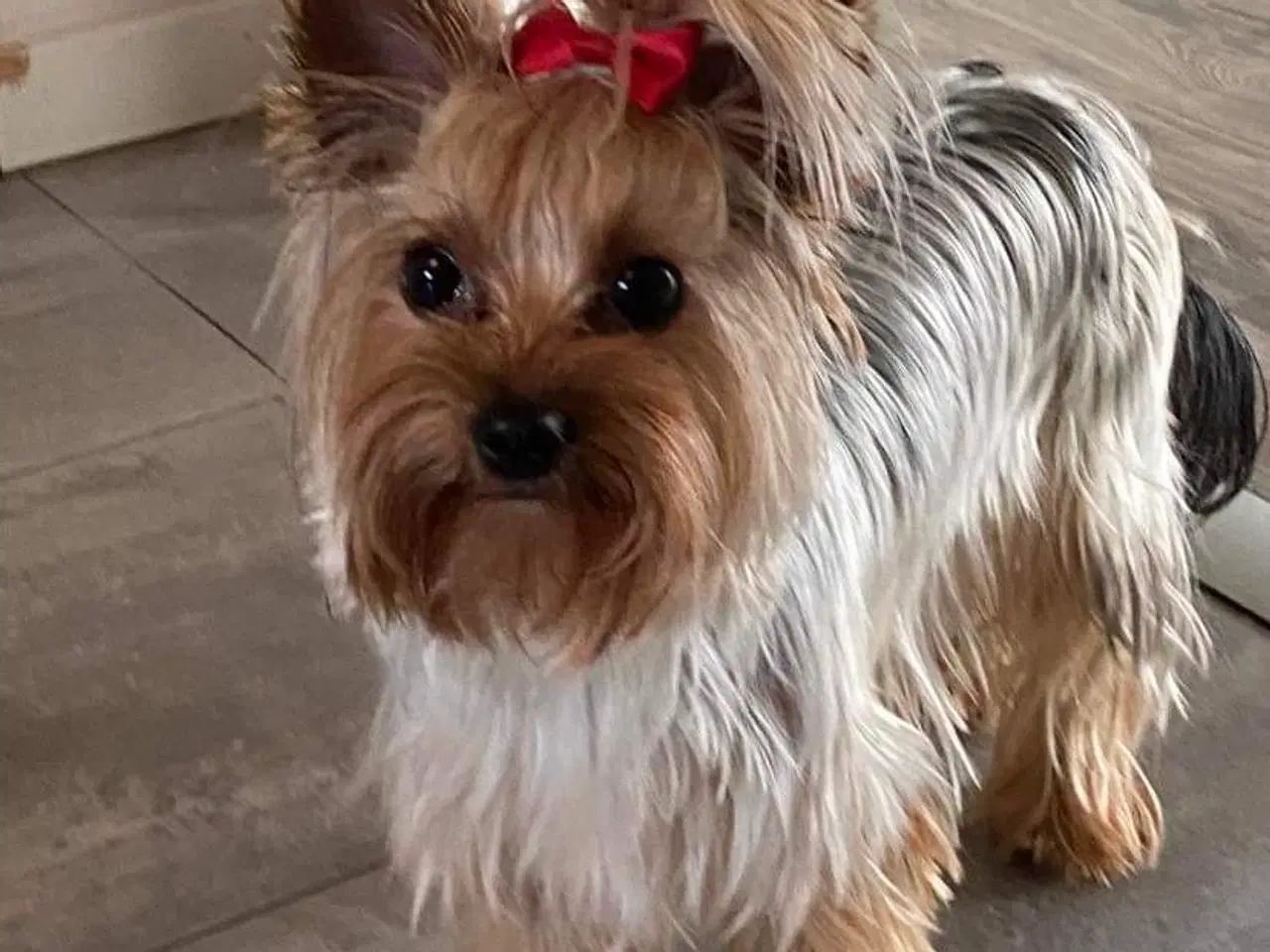 Billede 6 - Yorkshire terrier hvalpe