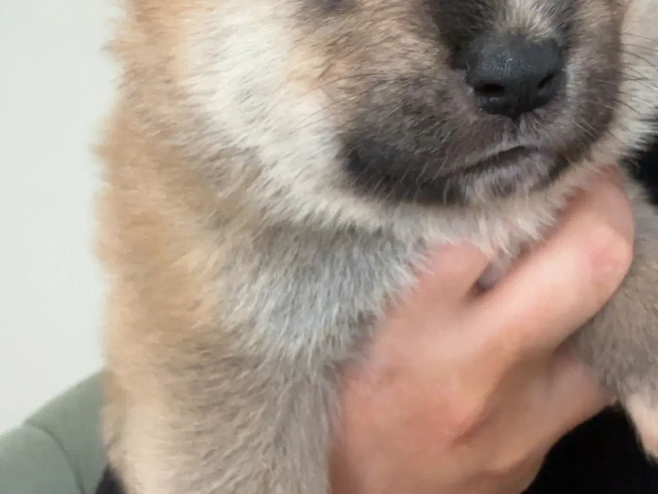 Billede 6 - Den perfekte blanding 🐾