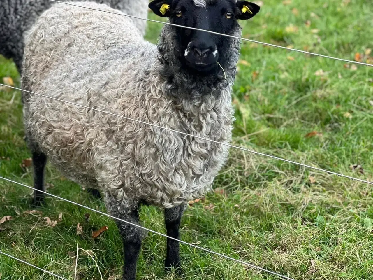 Billede 1 - Gotlænder - 2 får, 2 lam
