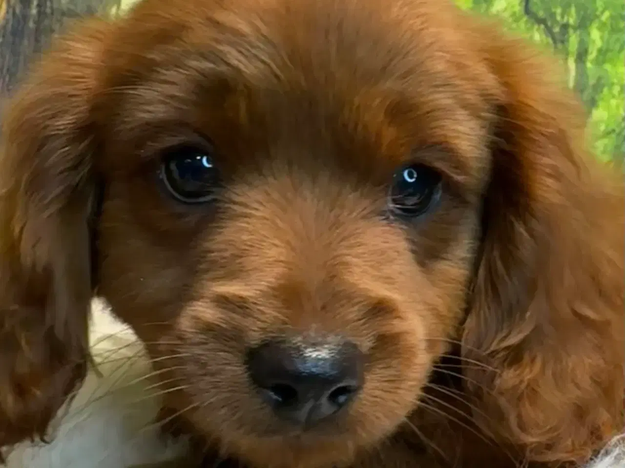 Billede 5 - Cavapoo Rejseklar kun 2 drenge tilbage