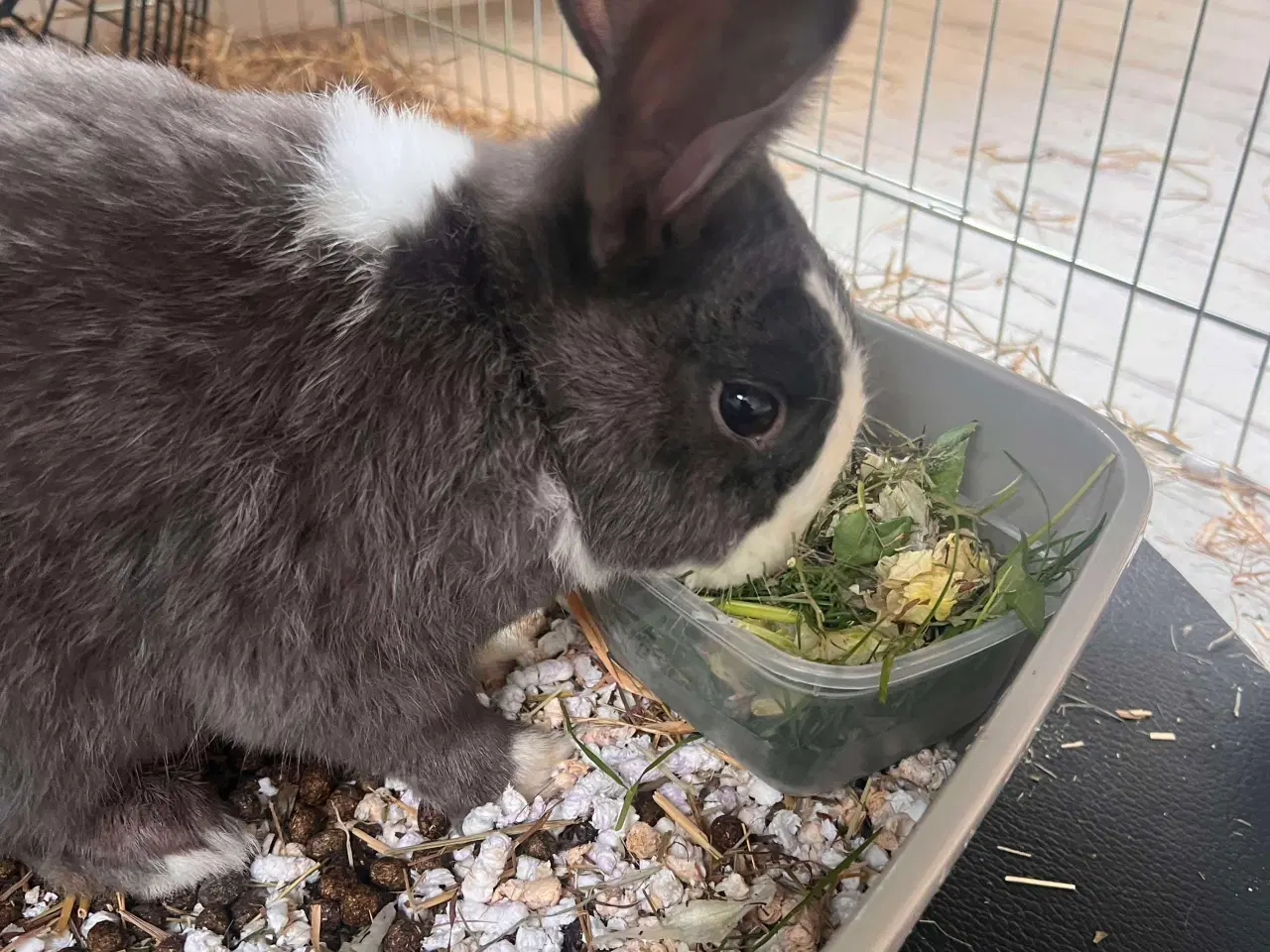 Billede 3 - Neutraliseret og vaccineret Elliot