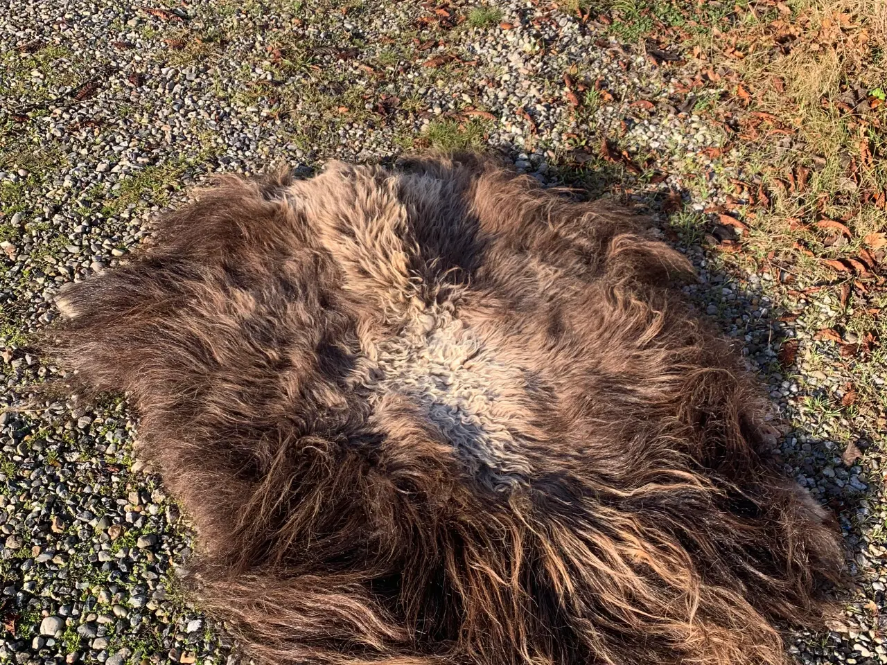 Billede 2 - Moskusokse skind stort