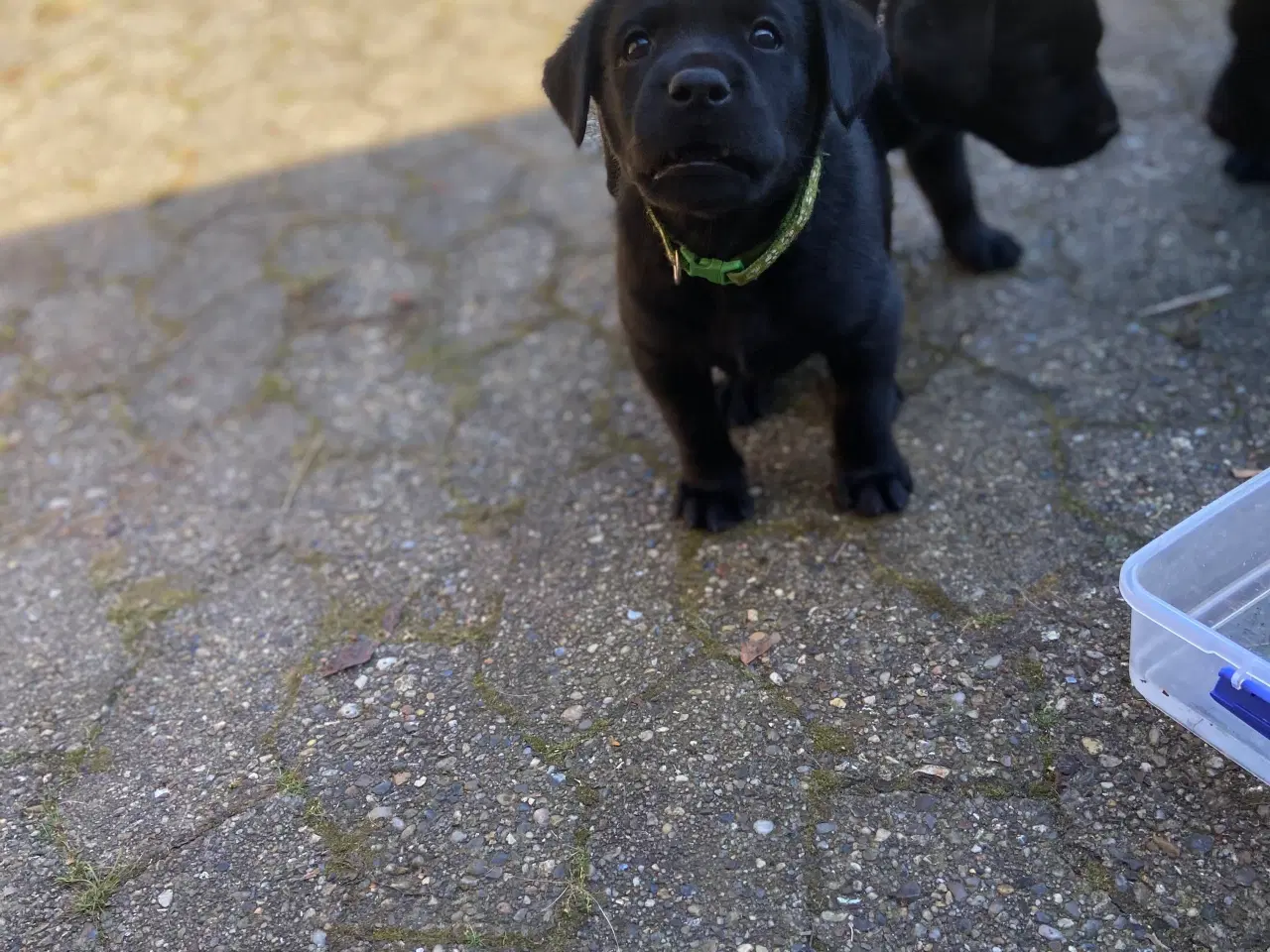 Billede 7 - Labrador (75%)/rottweiler (25%) blandinger 